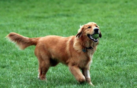 世界名犬-金毛（Golden Retriever）