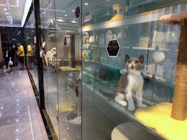 一天30-80元！不少温州市民忙着给爱宠找“酒店”