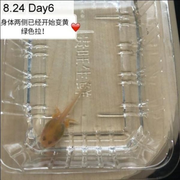 角蛙新手饲养攻略:从蝌蚪一步步看它长大