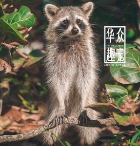 浣熊宠物-华众趣宠