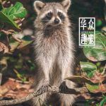 浣熊宠物-华众趣宠