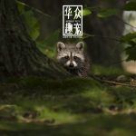 浣熊宠物-华众趣宠