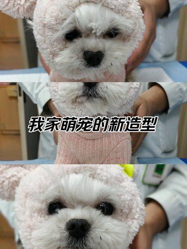 它和它的帽子真的都很可爱