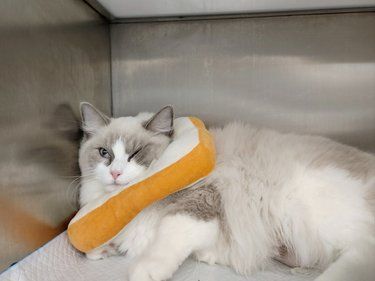 布偶猫