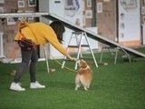 山南宠物训练机构山南特色宠物记忆增强训练