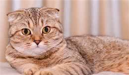 如果你领养了“折耳猫”,就应该做到这8点,不要中途弃养