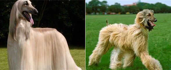 风靡全世界的犬中帝王—阿富汗猎犬