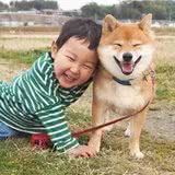 曾经“风靡全国”的柴犬,为何现在养的人少了?