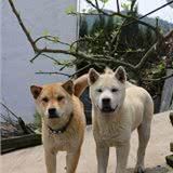 这些狗狗都是土生土长的中国犬!有的风靡世界有的濒临灭绝
