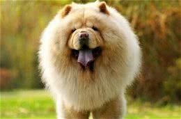 松狮犬便便臭怎么办?解决办法在这里!