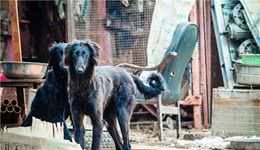 为何国内没人养“细犬”当宠物?背后原因有5个