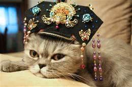 甄嬛为何惧猫?