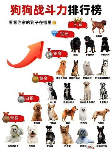 狗狗的战斗力排行榜