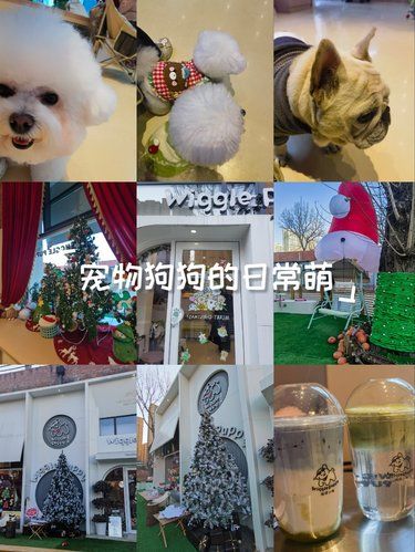 两只棉花糖站岗