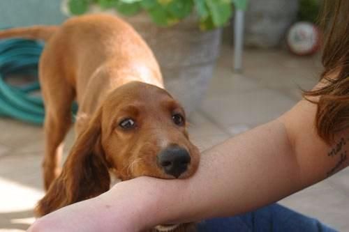 宠物每年都注射狂犬疫苗，我们被咬后还需要打疫苗吗?