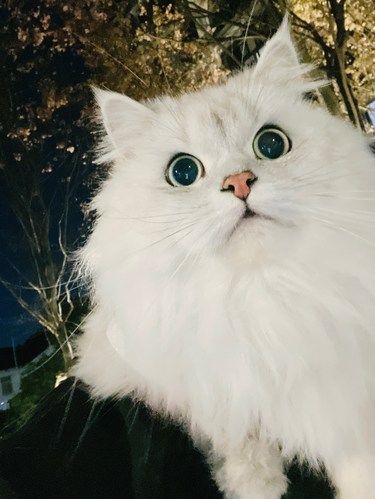 我的小猫咪真的是个大漂亮