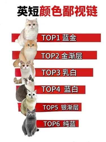 英短鄙视链大揭秘！你家宝贝在第几层？