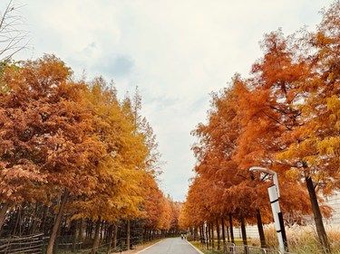 路边金色枫叶的浪漫邂逅[打call]