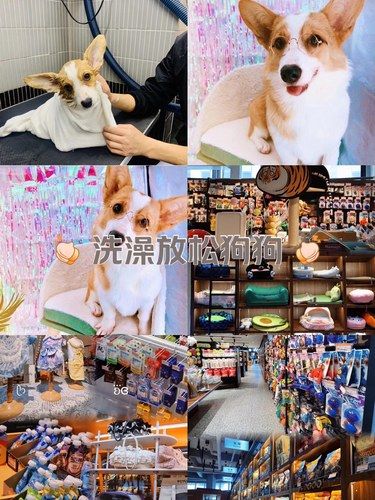 在昆明！超大宠物店！整整三层楼