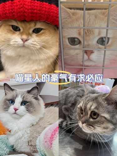 家有萌宠快来围观