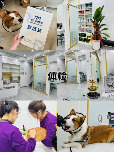 带着毛孩子体检的一天