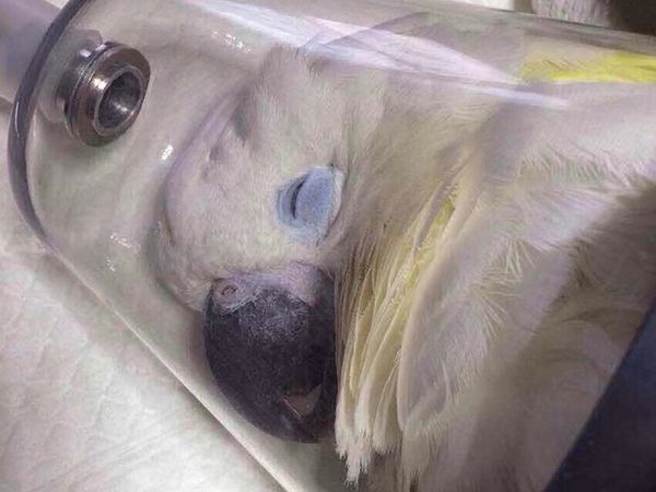 威海附近的宠物看病地址