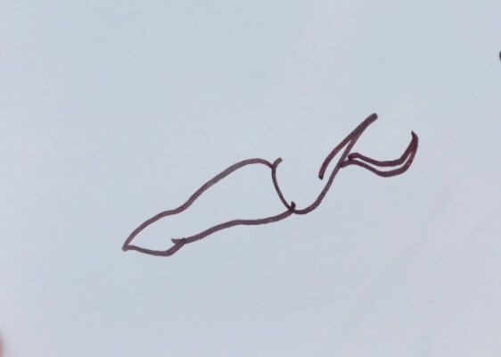 乌贼 简笔画