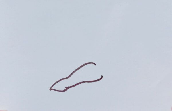乌贼 简笔画