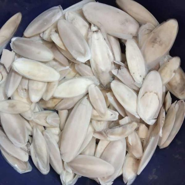 批发宠物干乌贼乌贼骨爬行动物寄居蟹100% 天然乌贼骨中药鹦鹉