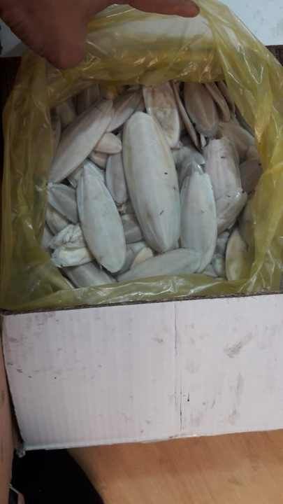 批发宠物干乌贼乌贼骨爬行动物寄居蟹100% 天然乌贼骨中药鹦鹉