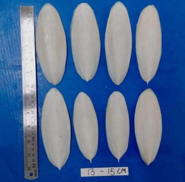批发宠物干乌贼乌贼骨爬行动物寄居蟹100% 天然乌贼骨中药鹦鹉