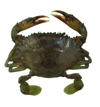 软壳蟹