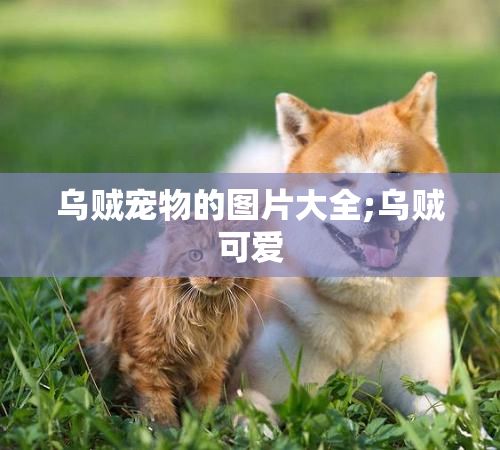 乌贼宠物的图片大全;乌贼可爱