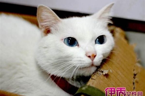 晚上梦见猫是什么意思