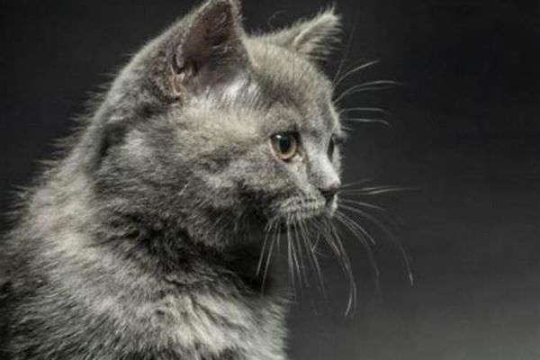 晚上梦见猫是什么意思