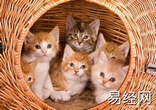 【周公解梦】梦见很多猫是什么意思呢?周公解梦大全查询,2024解梦