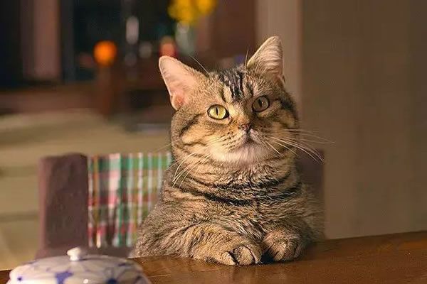 梦见猫 梦见猫好不好 梦见猫有什么预示