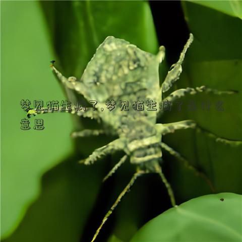 梦见猫生病了,梦见猫生病了是什么意思