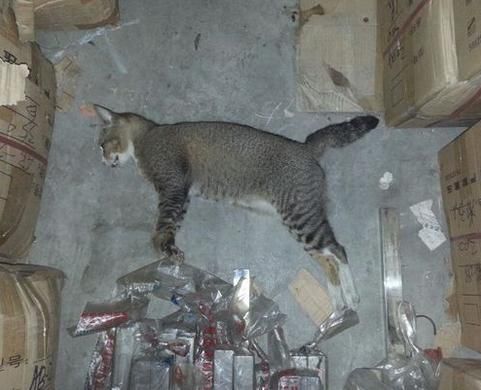 梦见猫被毒死