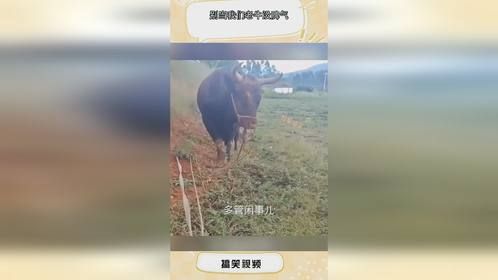 别当我们老牛没脾气