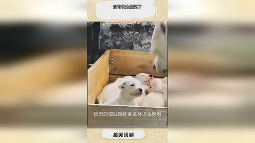 这爷俩太搞笑了