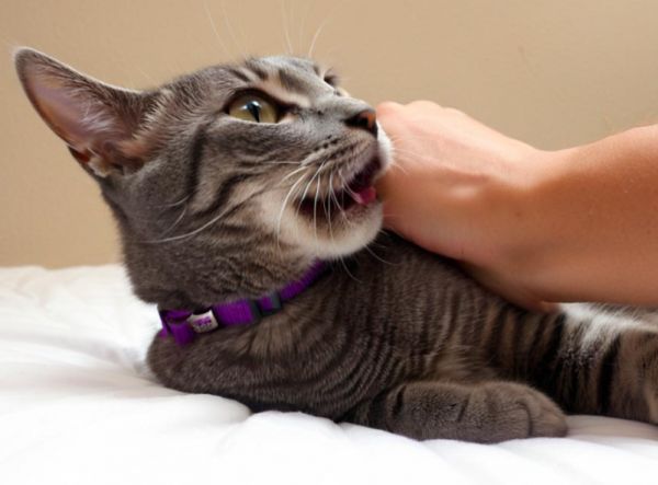 梦见被猫咬