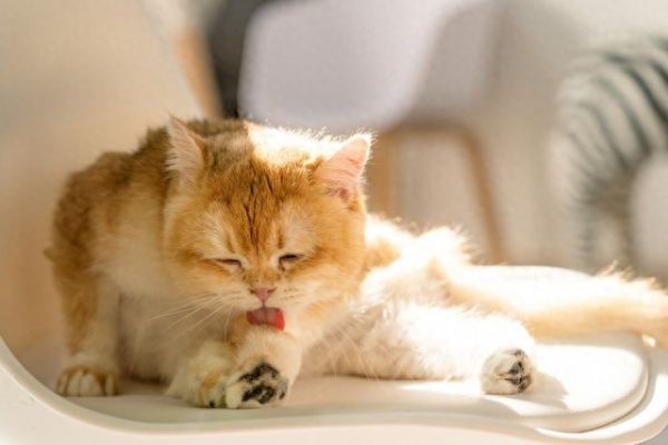 梦见猫是什么预兆?周公解梦之梦见猫