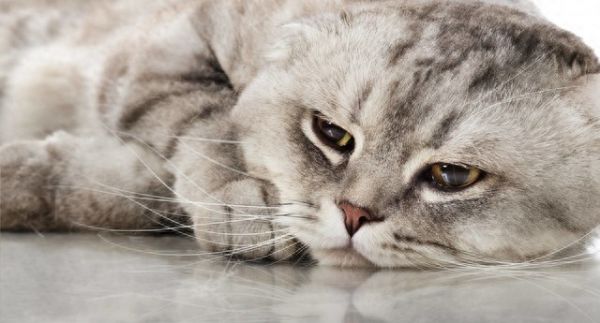 梦见猫是什么预兆?周公解梦之梦见猫