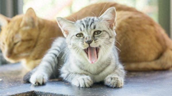 梦见猫是什么预兆?周公解梦之梦见猫