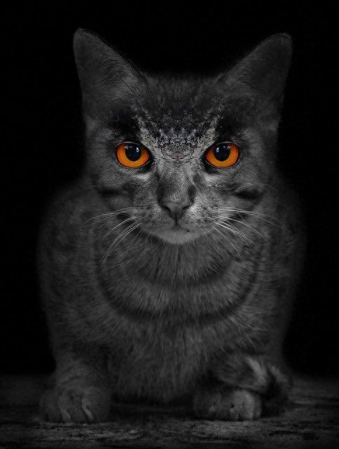 梦见猫是什么预兆?周公解梦之梦见猫