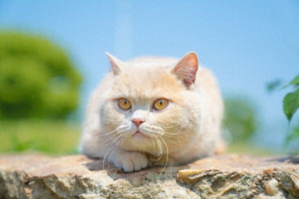 梦见猫是什么预兆?周公解梦之梦见猫