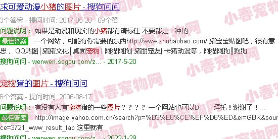 宠物小猪图片