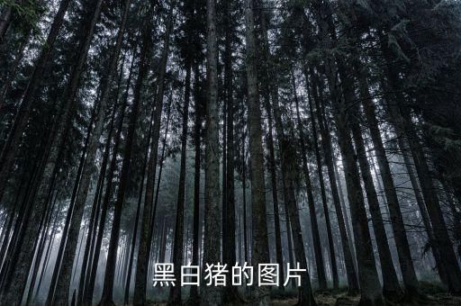 黑白猪的图片