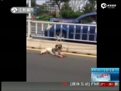 车主开车将小狗拖行致死
